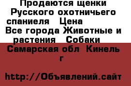 Продаются щенки Русского охотничьего спаниеля › Цена ­ 25 000 - Все города Животные и растения » Собаки   . Самарская обл.,Кинель г.